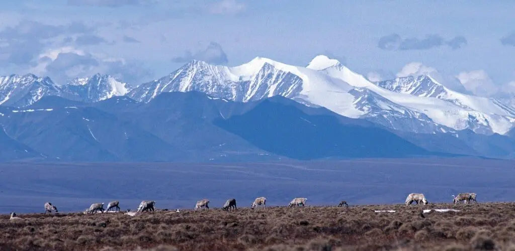 Arctic Refuge